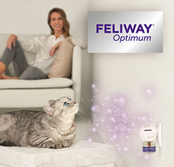 Image Campaign